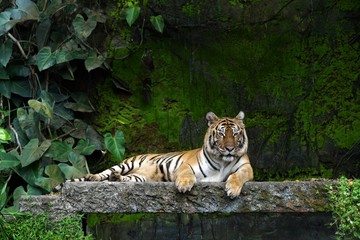 Naklejka na ściany i meble Indochinese Tiger in the zoo