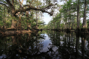 Oak and Cypress Trees on the banks of Fisheating Creek, Florida relfected in calm water of creek on bright spring morning.