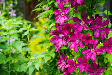 Blooming clematis in the garden. Selective focus. Shallow depth of field.