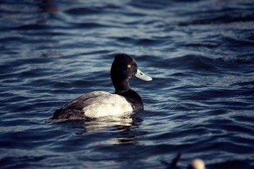 Common goldeneye duck in water with reflection