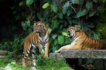 Indochinese Tiger in the zoo
