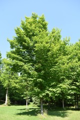 Green tree in the park