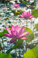 Beautiful photo of blooming pink lotus flower in hazy rain 