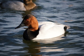 Canvasback Duck floating in water