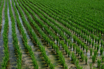 Fototapeta na wymiar Green rice paddy fields