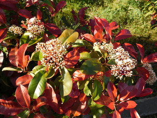 A blossoming photinia fraseri red robin shrub, with red and green leaves, and white flowers