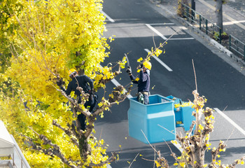 Pruning ginko trees  　イチョウ並木の剪定　　
