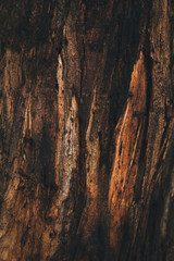 Close up of different shades of brown and red bark on gum trees.