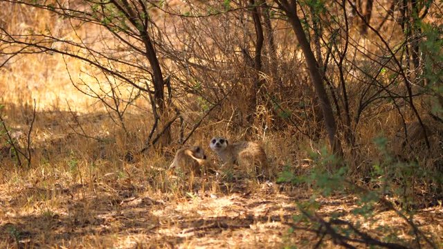 Meerkats are well camouflaged in the brown grass under bushes