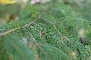 Conifer Leaves in Autumn