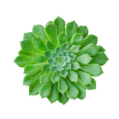 Top View of Green Echeveria Succulent Plant ,White Background
