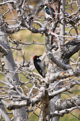 a woodpecker on an apple tree