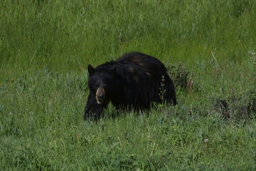 Fototapeta premium black bear on the move