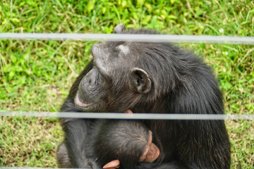 Chimpanzee