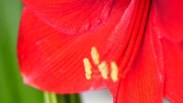 Red Amaryllis (Hipperastrum) flower with stamens, anther and stalk, parallax shot