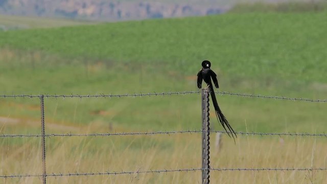 Black Widowbird or sakabula with long tail, chirping, perched on fence