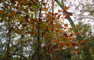 early November maple