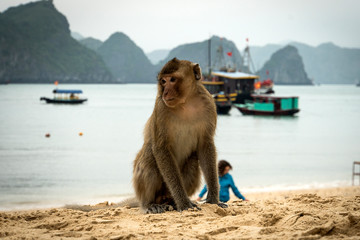 Monkey island beach at Lan Ha Bay, Ha long Bay tour in Cat Ba, Vietnam.