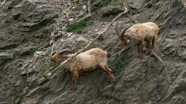 West Caucasian tur (Capra caucasica) animal on rock