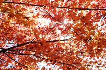 Gorgeous fall foliage of red maple leaves on Autumn season at Obara, Toyota-City Aichi, Japan.