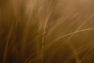 grass brown macro