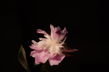 pink flower with black background