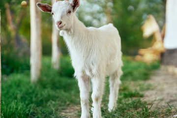 Obraz premium goat on the farm