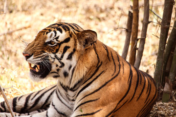 tiger in zoo