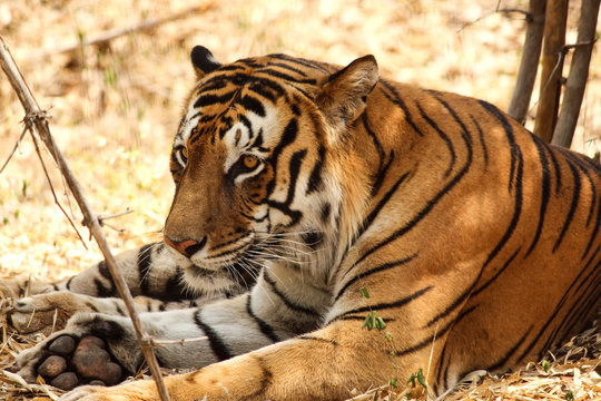 tiger in zoo