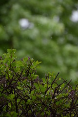 A bush getting rained on in Minnesota