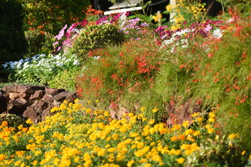 Obraz premium flowers in the garden Blooming in the Formal Garden. Park