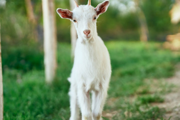 Naklejka na ściany i meble goat on the meadow