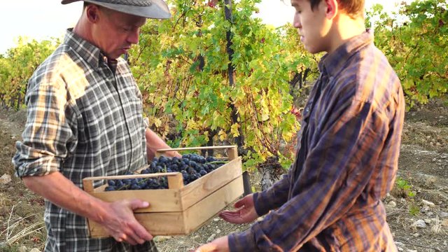 Grape growers aduld father and teen son. A small family farm growing grapes. Harvest Season. Picking grapes
