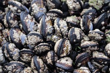 Black mussels covered in barnacles at La Jolla