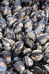 Black mussels covered in barnacles at La Jolla