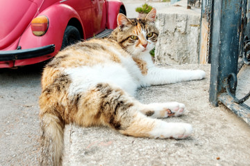 tricolor cat looks green eyes lying on a concrete fence background red car