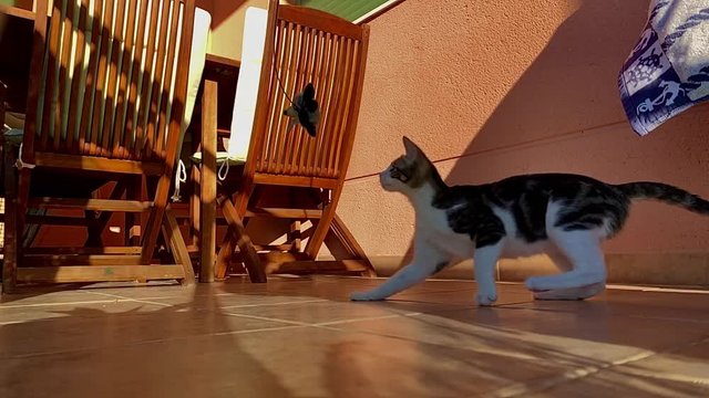 slow motion cat hunting his toy in terrace