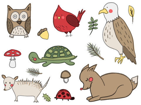 A set of hand drawn cute forest animals. Deer, american eagle, owl, red cardinal bird, mushroom, acorn, opossum. Vector collection perfect for childish decoration clothes, patterns,stickers, cards