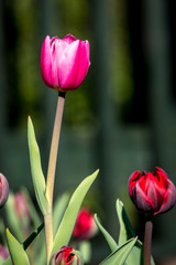 Tulips