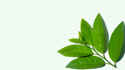 Green leaf in isolative mode, suitable for use as a background image