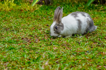 Beautiful and super cute rabbit bunny