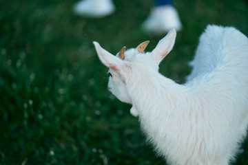 goat on green grass