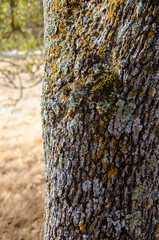 Lichen growing on an oak tree bark macro close up.