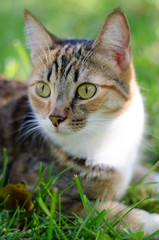 Naklejka na ściany i meble Tabby cat alert portrait grass .