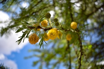 branch of seabuckthorn