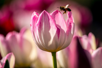 Obraz na płótnie Canvas Tulips and bee