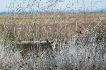 Coyote walking through tall grass .