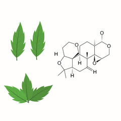 set of green leaves isolated and scientific structure on white background.