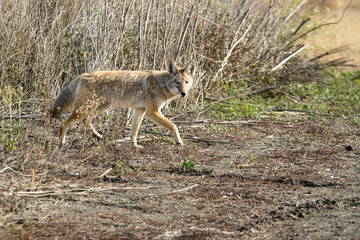 Coyote walking through tall grass .