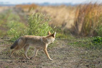 Naklejka na ściany i meble Coyote walking through tall grass .
